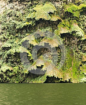 Christmas Tree Waterfall In The Sumidero Canyon photo