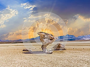 Arbol de Piedra (tree of rock), the famous stone tree rock formation created by wind, in the Siloli desert in Bolivia photo