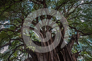 Arbol del Tule, a giant sacred tree in Tule, Oaxaca, Mexico photo