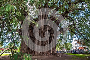 Arbol del Tule, a giant sacred tree in Tule, Oaxaca, Mexico photo