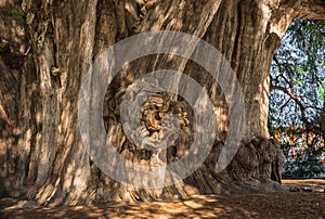 Arbol del Tule , Montezuma cypress tree in Tule. Oaxaca, Mexico