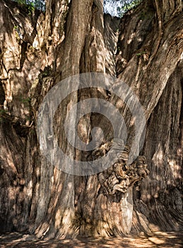 Arbol del Tule , Montezuma cypress tree in Tule. Oaxaca, Mexico