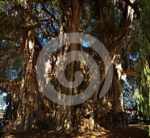 Arbol del Tule , Montezuma cypress tree in Tule. Oaxaca, Mexico