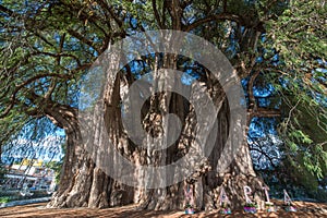 Arbol del tule tree photo