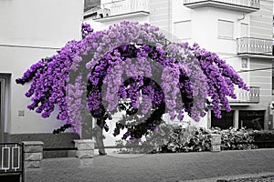 tree with lilac flowers in a village photo