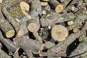 Trees cut into pieces, wood stacked photo