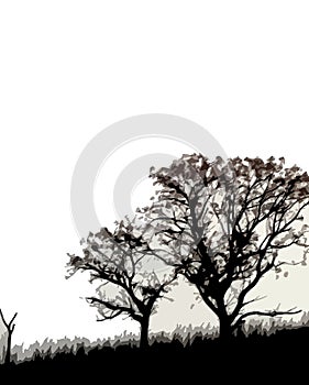 Silhouetted trees in countryside photo