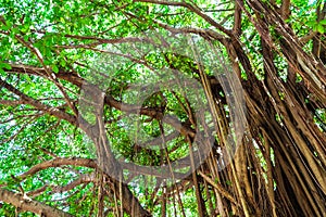 Arbor of old banyan tree photo