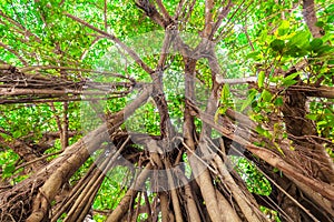 Arbor of old banyan tree photo