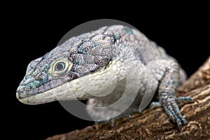 Arboreal alligator lizard (Abronia graminea) photo