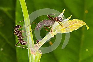 Arboreal ants around tick. photo