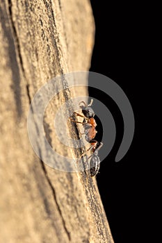 Arboreal bicolored ant, Formicidae, Aarey milk colony Mumbai