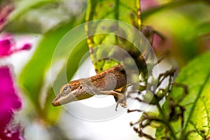 Arboreal Lizard