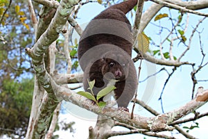 Arboreal Mountain Cuscus