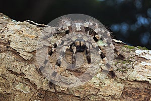 Arboreal tarantula, Poecilotheria tigrinawesseli.