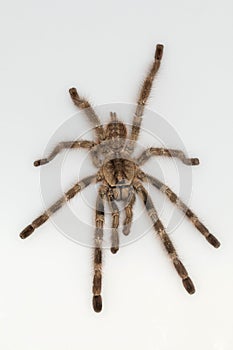 Arboreal tarantula, Poecilotheria tigrinawesseli.