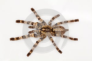 Arboreal tarantula, Poecilotheria tigrinawesseli from Eastern Ghats, India