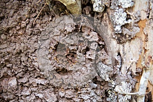 Arboreal termite nest