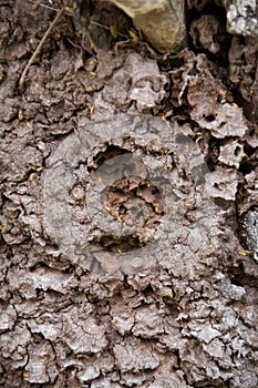 Arboreal termite nest