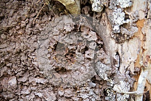 Arboreal termite nest photo