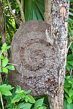 Arboreal termite nest