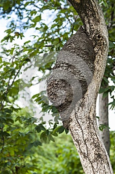 Arboreal Termite Nest