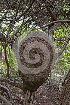 An arboreal termite nest in a tropical forest