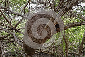 An arboreal termite nest in a tropical forest