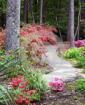 Arboretum Curving Path Among Blooming Azaleas
