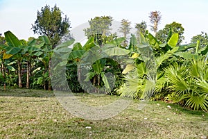 Arboretum garden