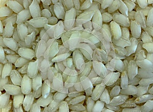 Arborio Risotto Rice Grains