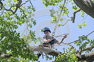 Arborist adjusts his safety ropes
