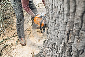 Arborist with chainsaw cutting large tree trunk of old oak.