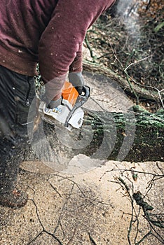 Arborist chainsawing pieces of wood of cut down old oak.