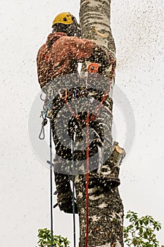 Arborist in a cloud of sawdust