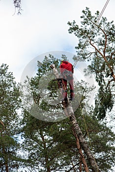 Arborist cutting a branches with chainsaw