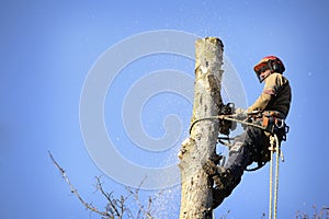 Arborist cutting tree