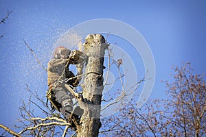 Arborist cutting tree
