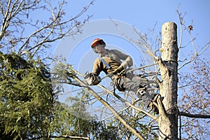 Arborist cutting tree