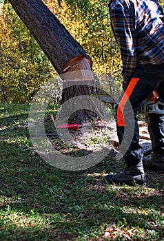 Arborist cutting a tree