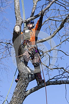 Arborist cutting tree