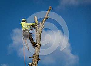 Arborist wearing ropes and harness trims tall birch tree