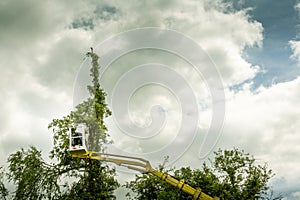 Unidentified arborist man in the air on yellow elevator, basket with controls, cutting off dead cherry tree