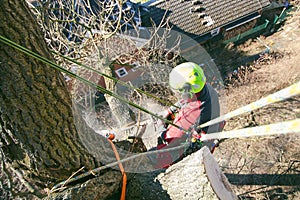 Arborist man cutting a branches with chainsaw and throw on a ground. The worker with helmet working at height on the trees. Lumber