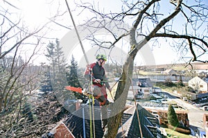 Arborist man cutting a branches with chainsaw and throw on a ground. The worker with helmet working at height on the trees. Lumber