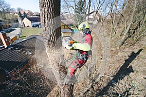 Arborist man cutting a branches with chainsaw and throw on a ground. The worker with helmet working at height on the trees. Lumber