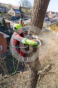 Arborist man cutting a branches with chainsaw and throw on a ground. The worker with helmet working at height on the trees. Lumber