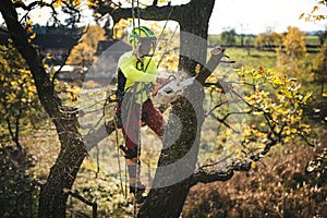 Arborist man cutting a branches with chainsaw and throw on a ground. The worker with helmet working at height on the trees. Lumber