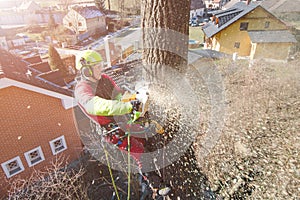 Arborist man cutting a branches with chainsaw and throw on a ground. The worker with helmet working at height on the trees. Lumber