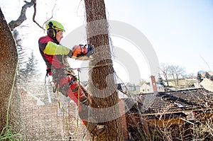 Arborist man cutting a branches with chainsaw and throw on a ground. The worker with helmet working at height on the trees. Lumber